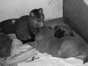 gatoperro.jpg