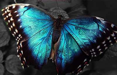 Mariposa Traicionera
